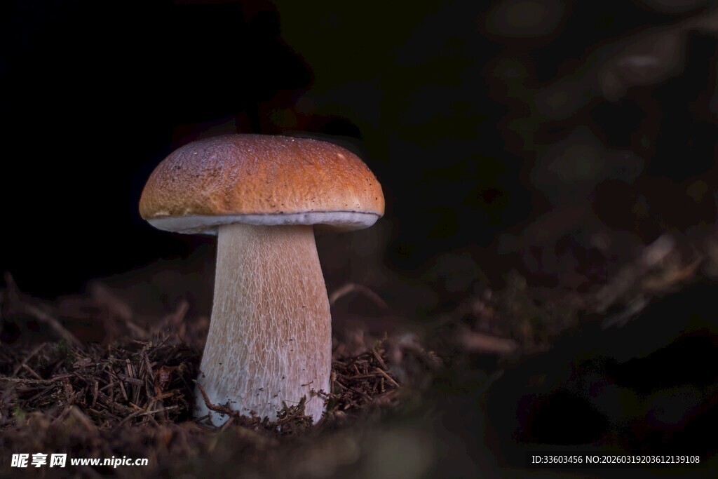 野外生长的单株蘑菇