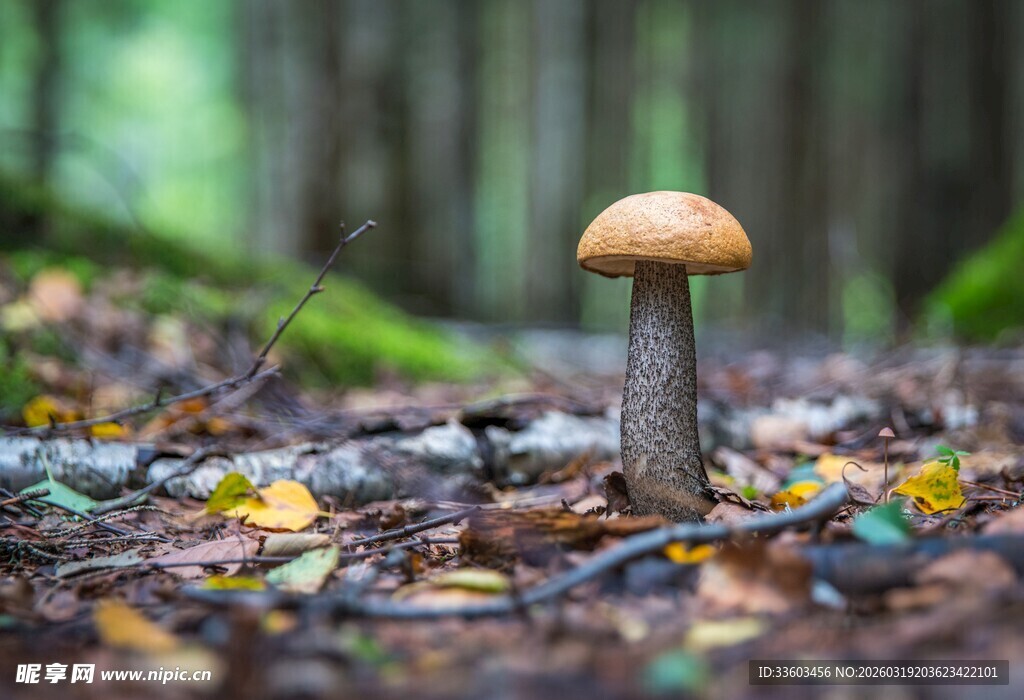 森林中独自生长的蘑菇