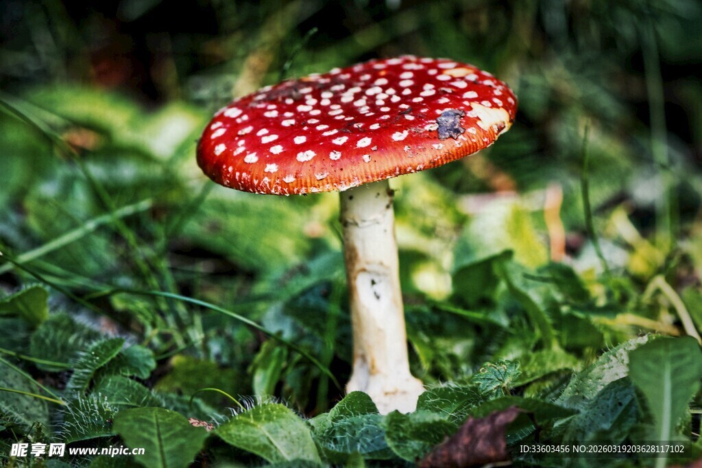 草地上的红色斑点蘑菇