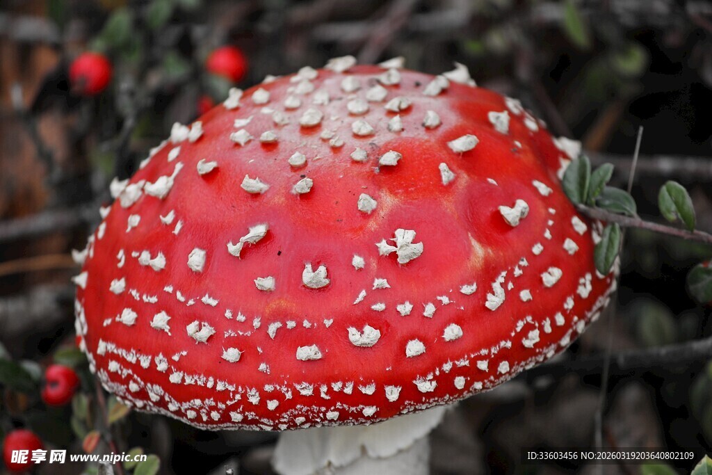 鲜艳红蘑菇特写