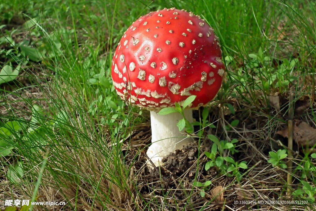 草地上的红色斑点蘑菇