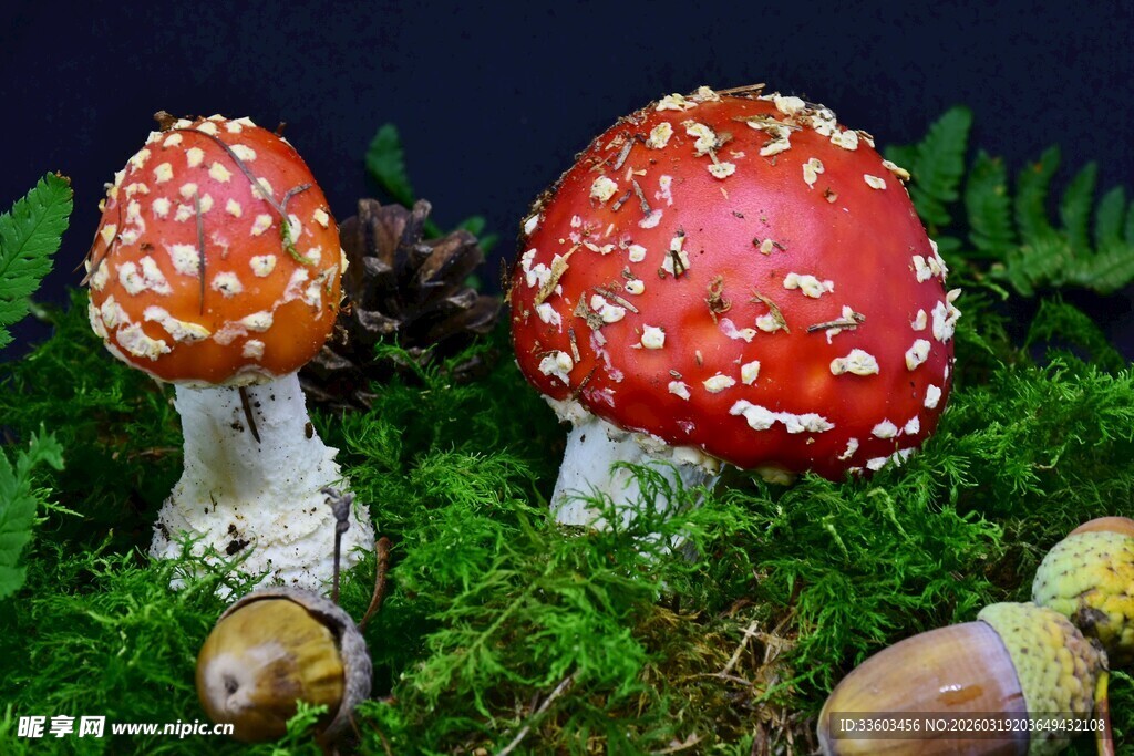 草地上的鲜艳红蘑菇