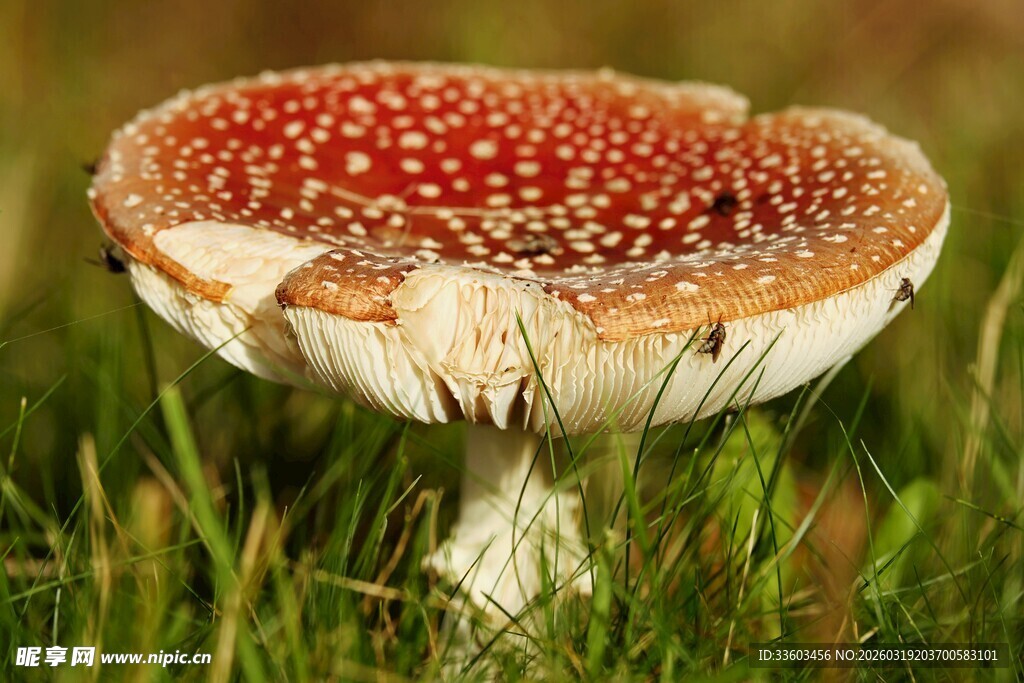草地上的斑点蘑菇