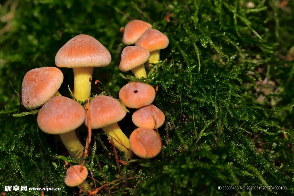草地上的橙色小蘑菇
