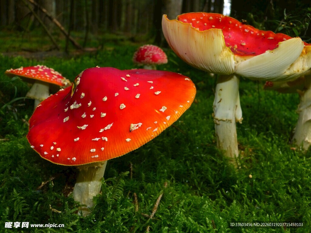 草地上的鲜艳红白斑蘑菇