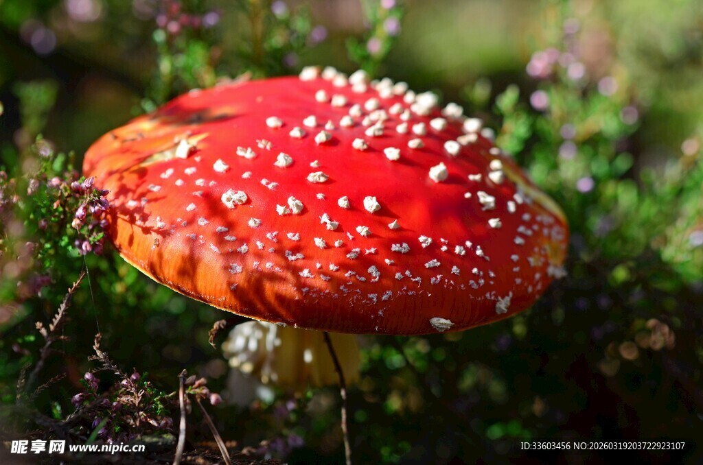 鲜艳红蘑菇长于草丛中