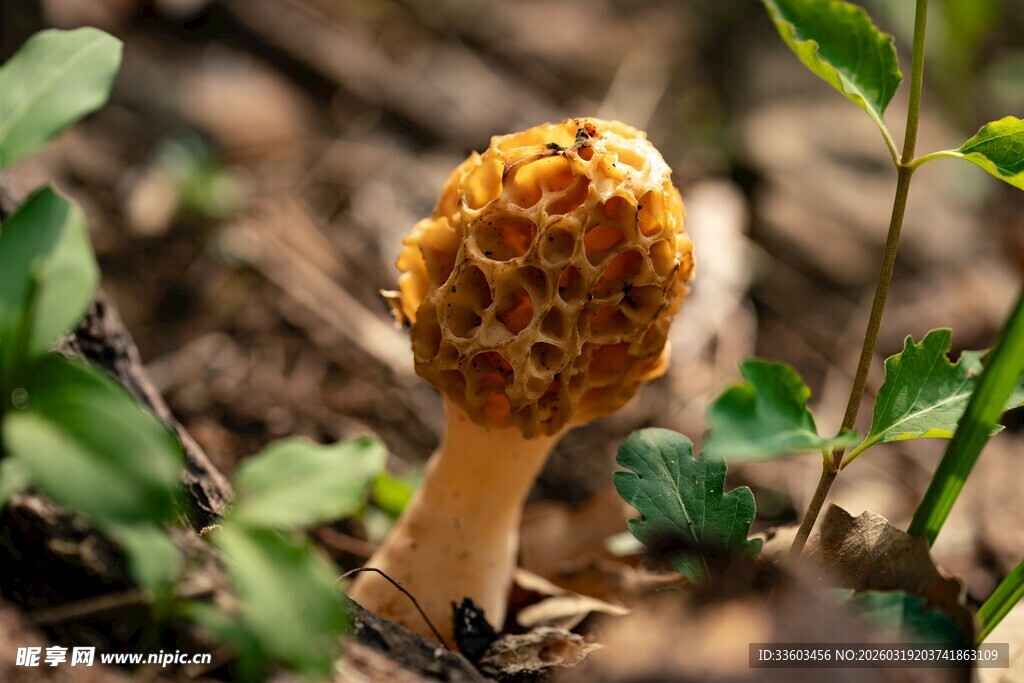 野外生长的独特蜂窝状蘑菇