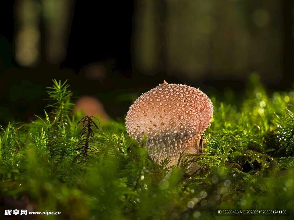 森林中生长的棕色小蘑菇