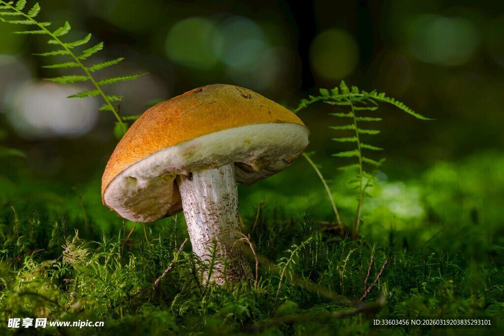 森林中橙色蘑菇特写