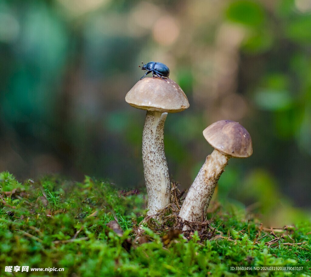 蘑菇上的甲虫与翠绿苔藓