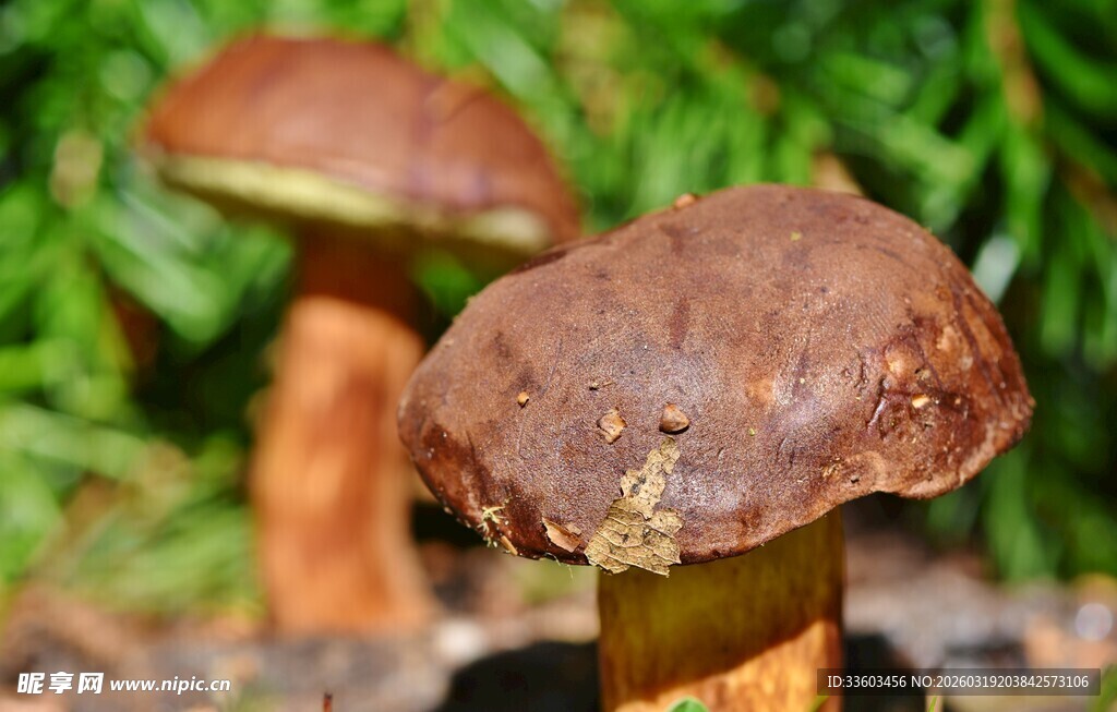 野外棕色蘑菇特写