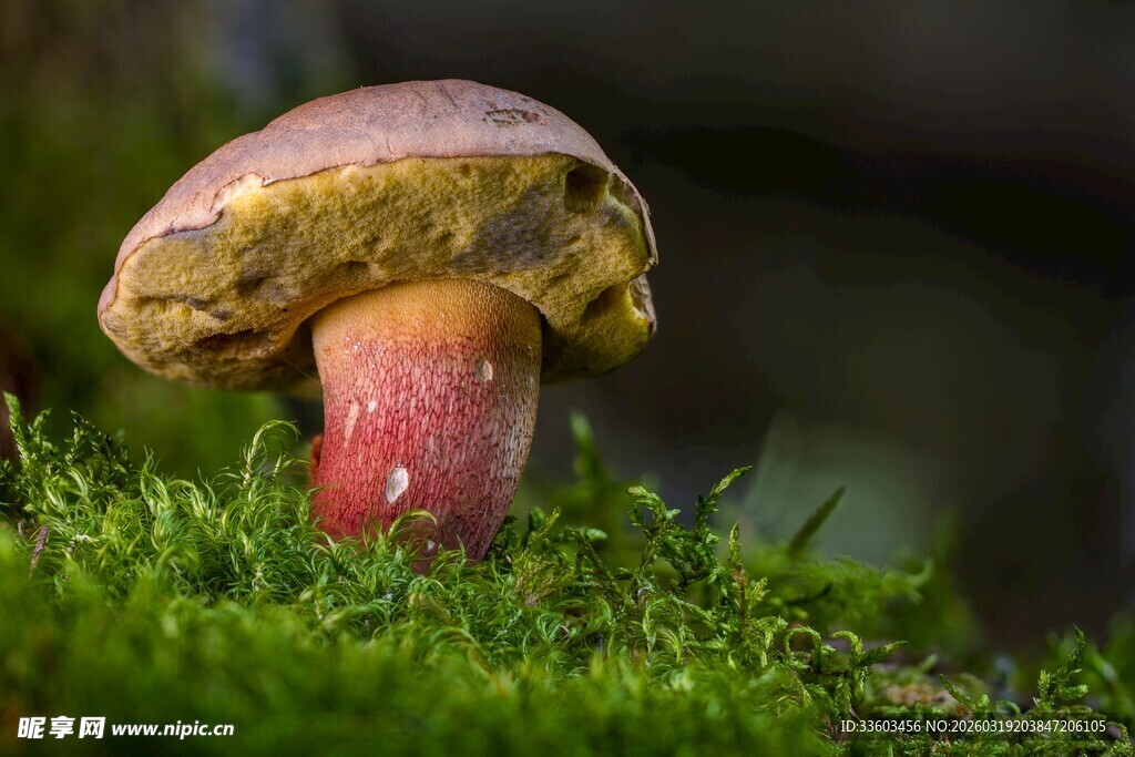 草地上的多彩蘑菇