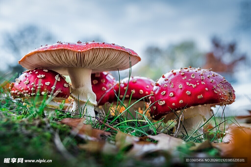 森林中的美丽红蘑菇