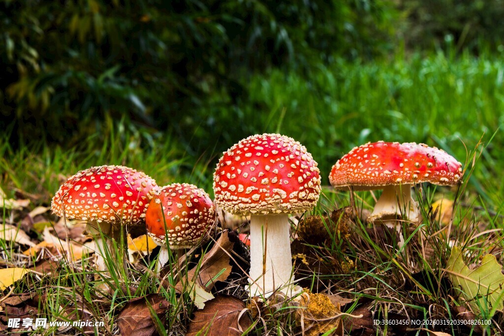 草地上的鲜艳红蘑菇