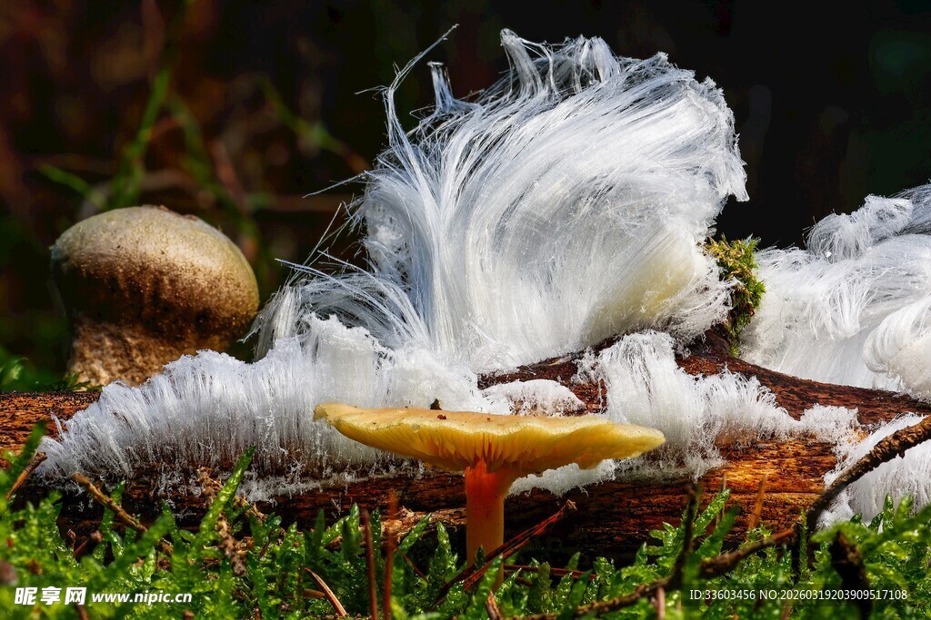 草地上的菌类与白色物质