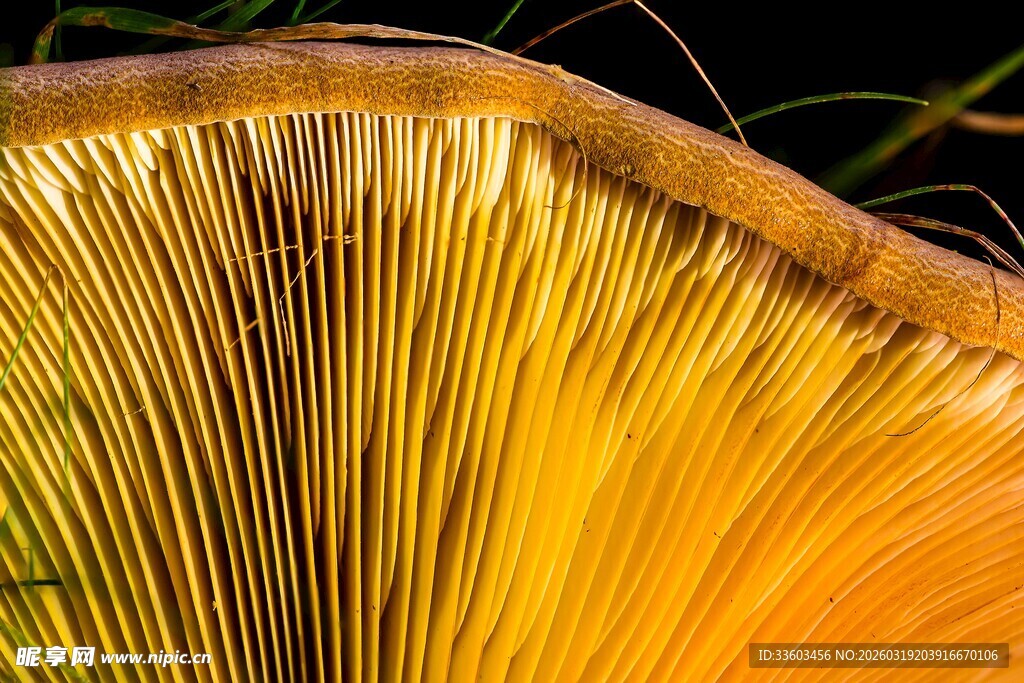 金黄伞状菌菇微观特写