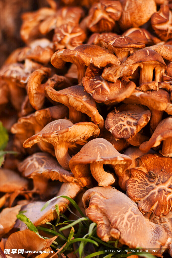 新鲜堆叠的美味香菇