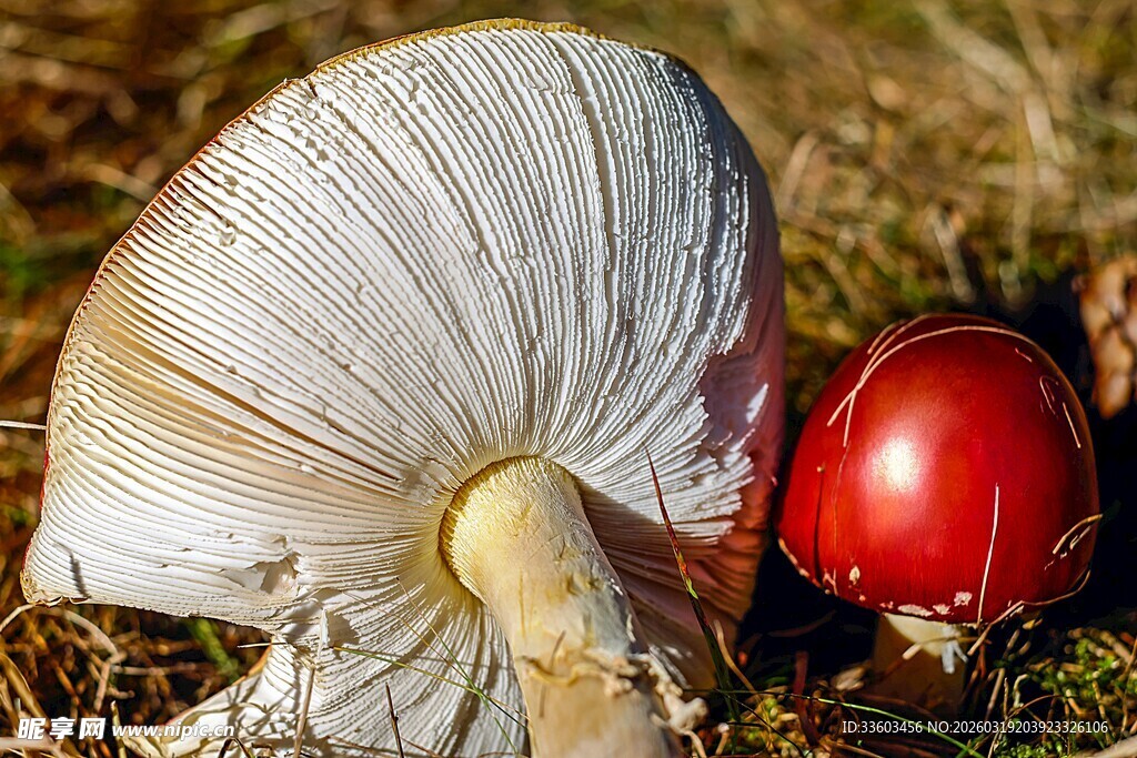 草地上的蘑菇与红果