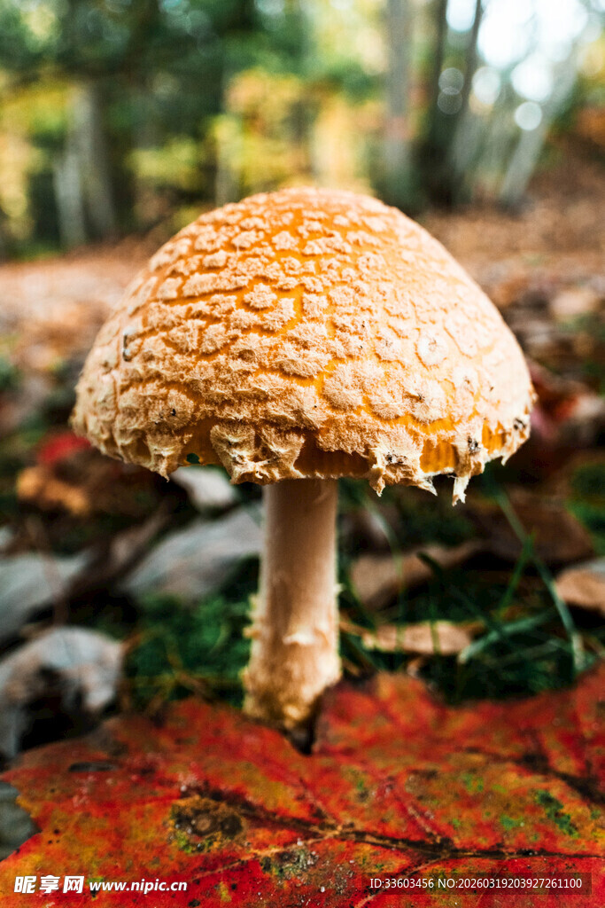 秋日落叶中的蘑菇