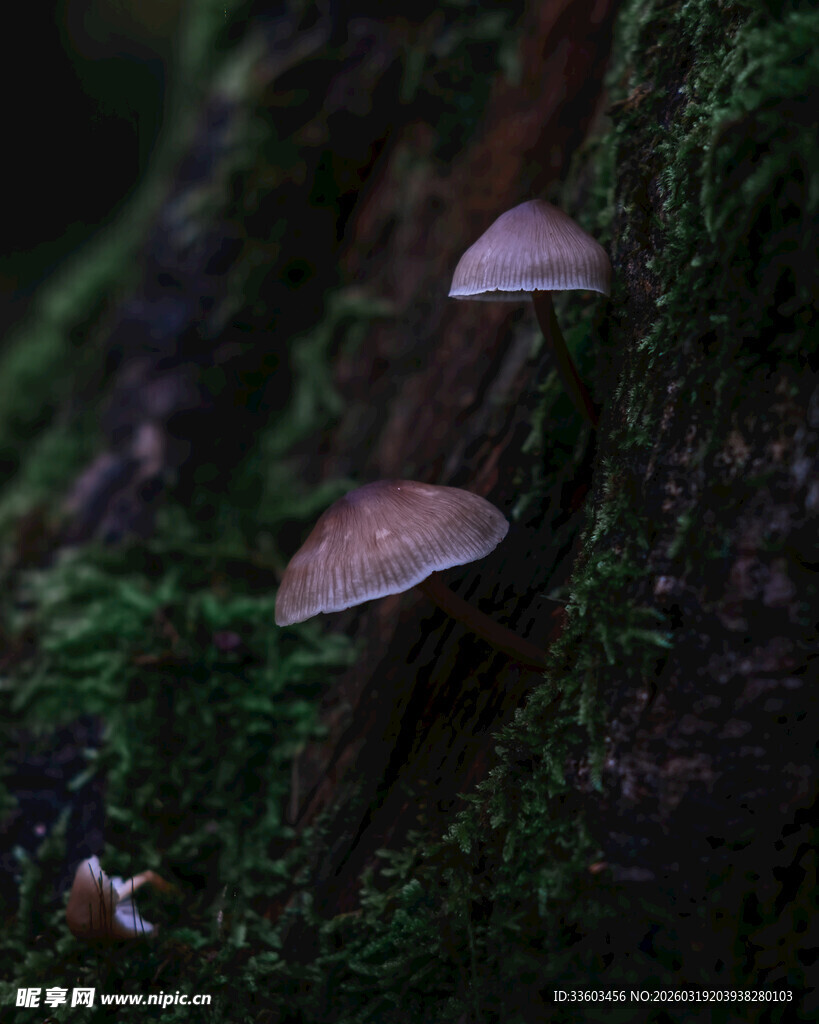 树干上生长的几簇小蘑菇