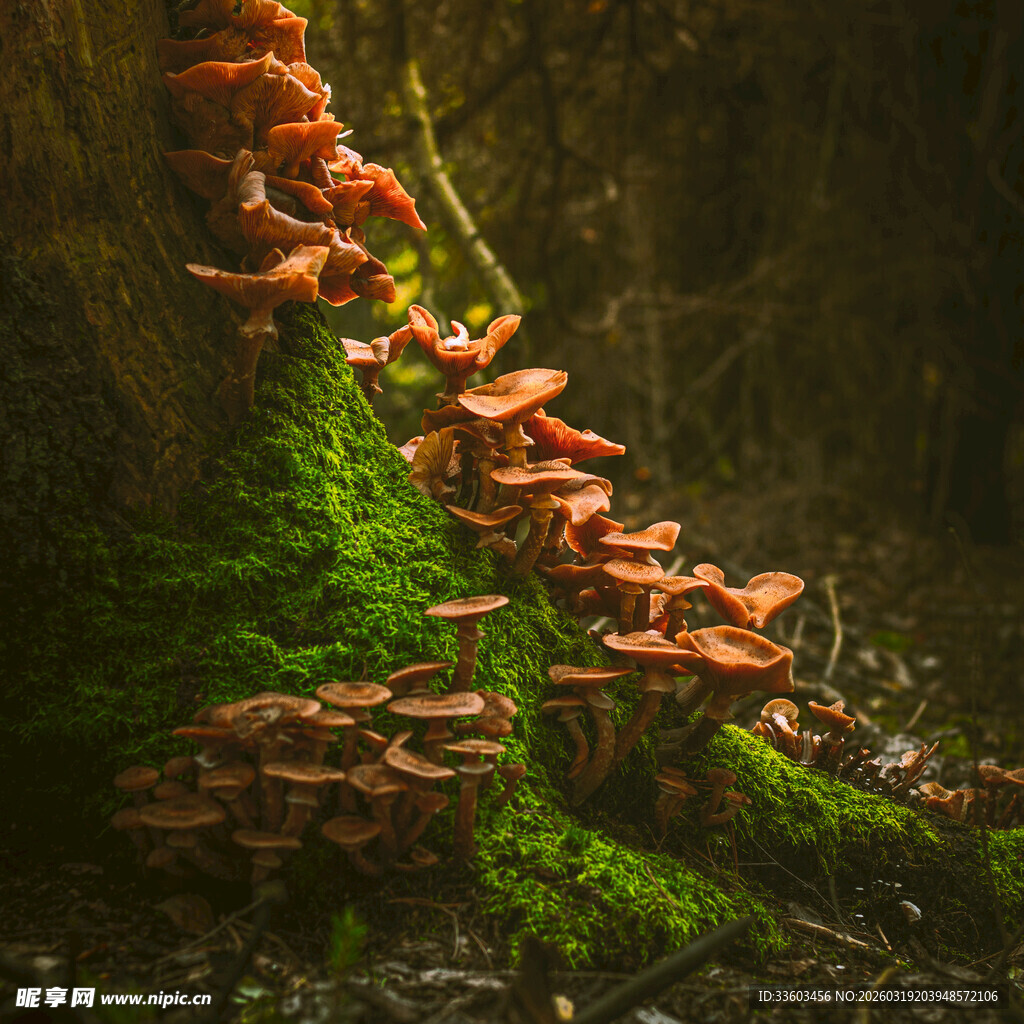 树干上的橙红色蘑菇群落