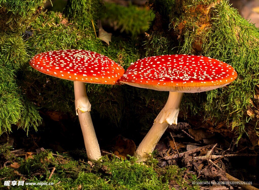 鲜艳红蘑菇生长于林间