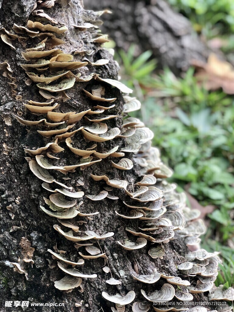 树干上生长的多层蘑菇