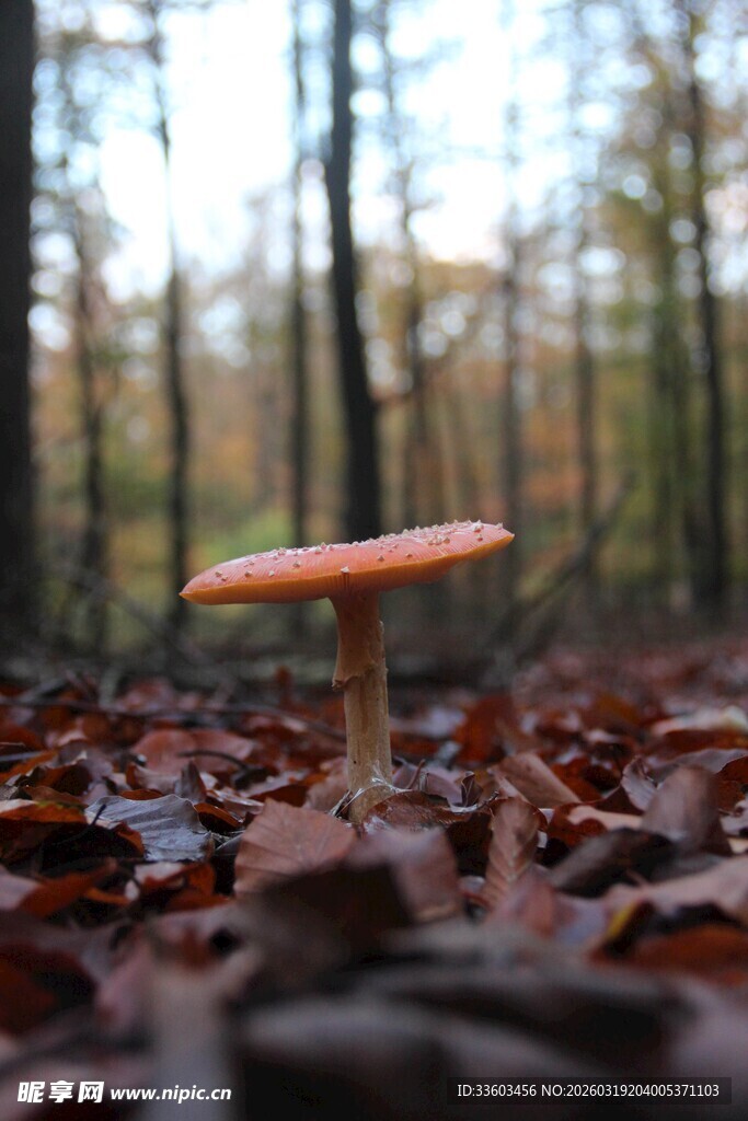 森林中独株橙蘑菇