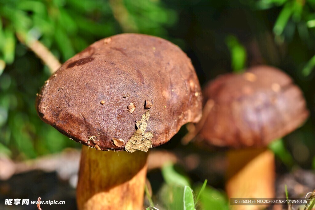 森林中的两朵棕色蘑菇