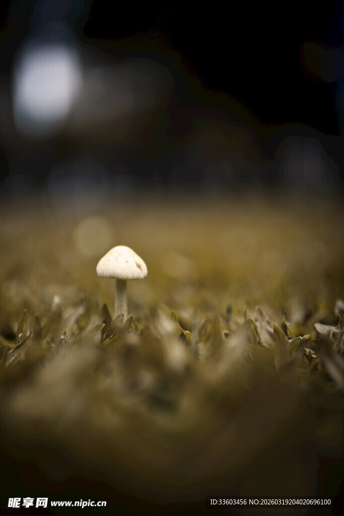 草地上的小白蘑菇
