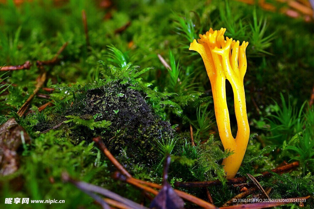 林间黄色菌类植物特写