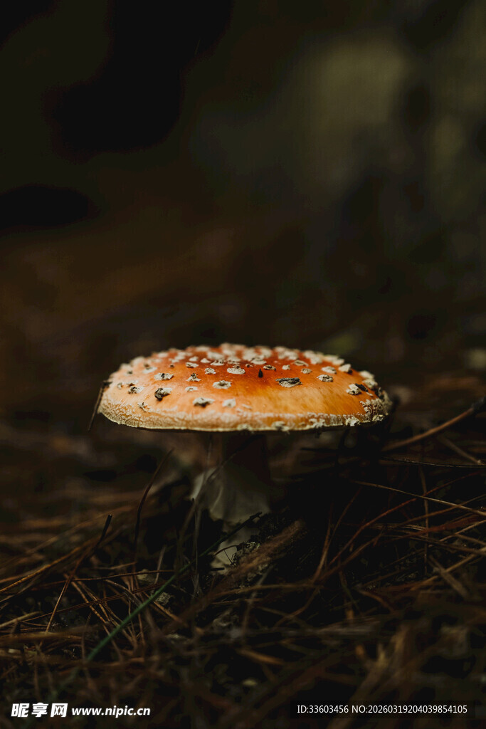 森林中独特的斑点蘑菇