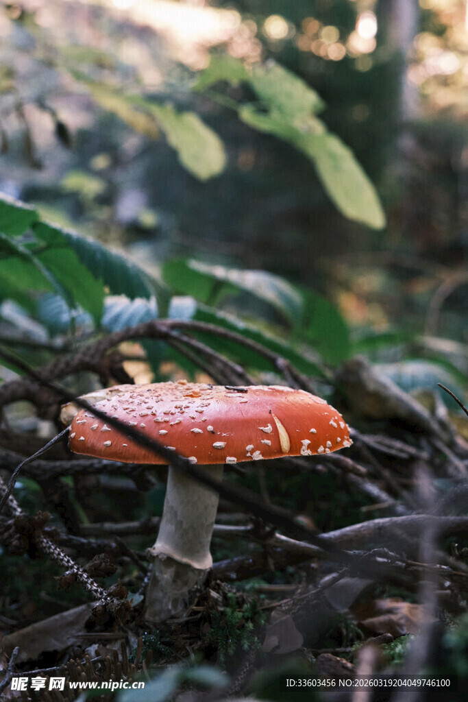 森林中的橙红色蘑菇
