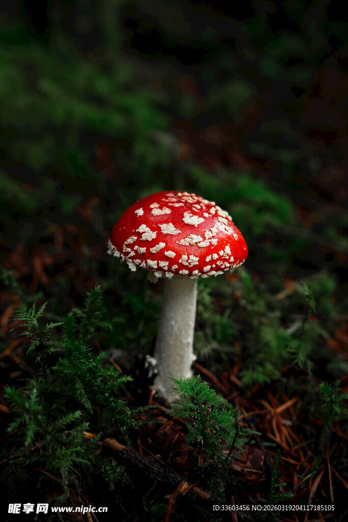 森林中的红色斑点蘑菇
