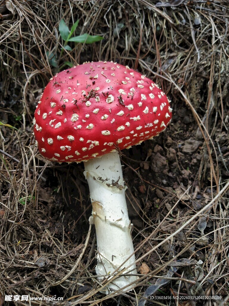 红色斑点蘑菇特写