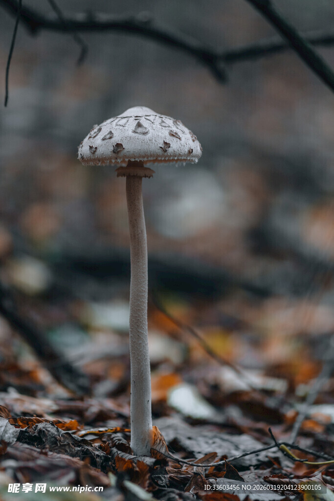 森林中的孤独蘑菇