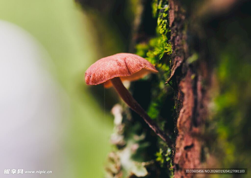 树干上的红色蘑菇