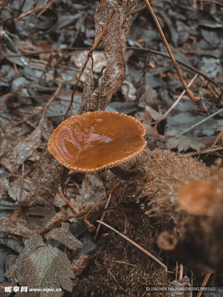 林间橙色蘑菇特写