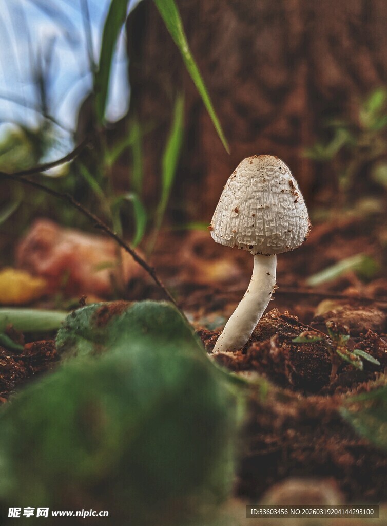 野外小蘑菇特写