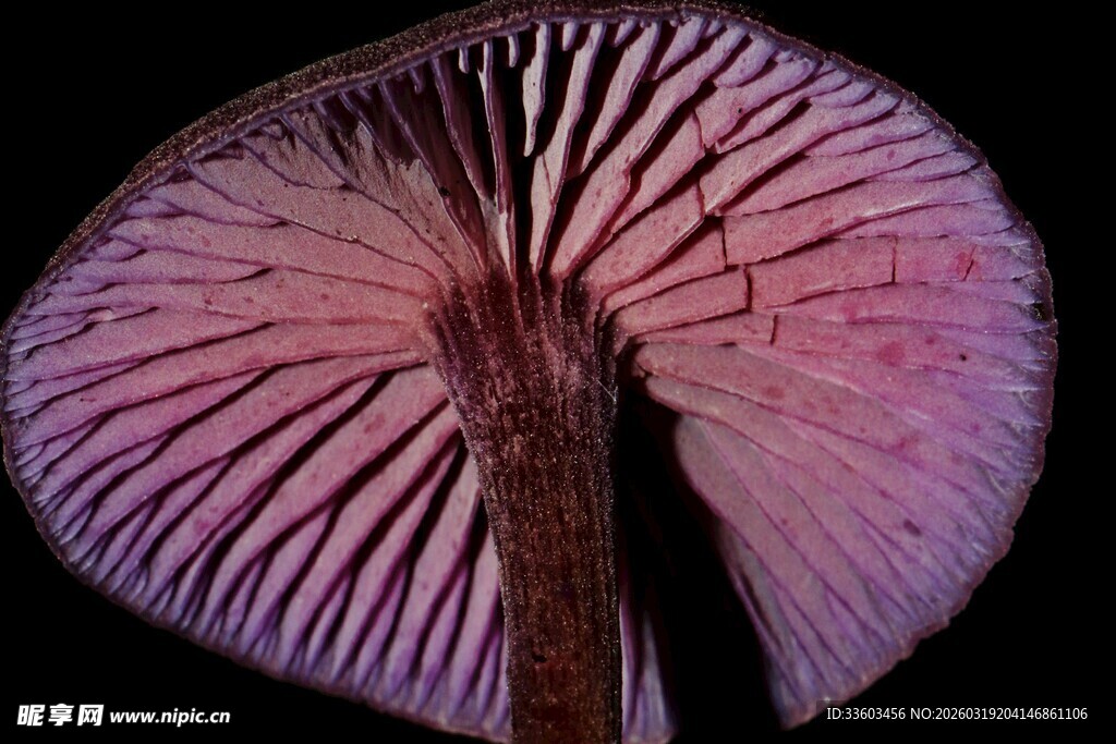紫色菌盖特写