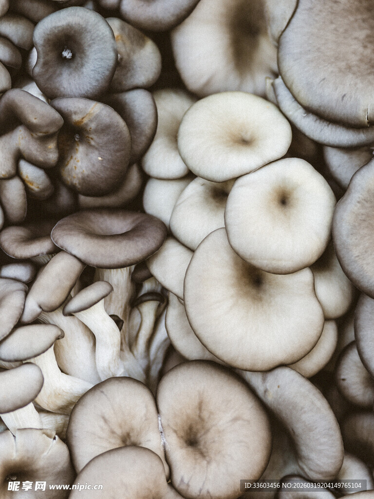 一堆新鲜蘑菇特写