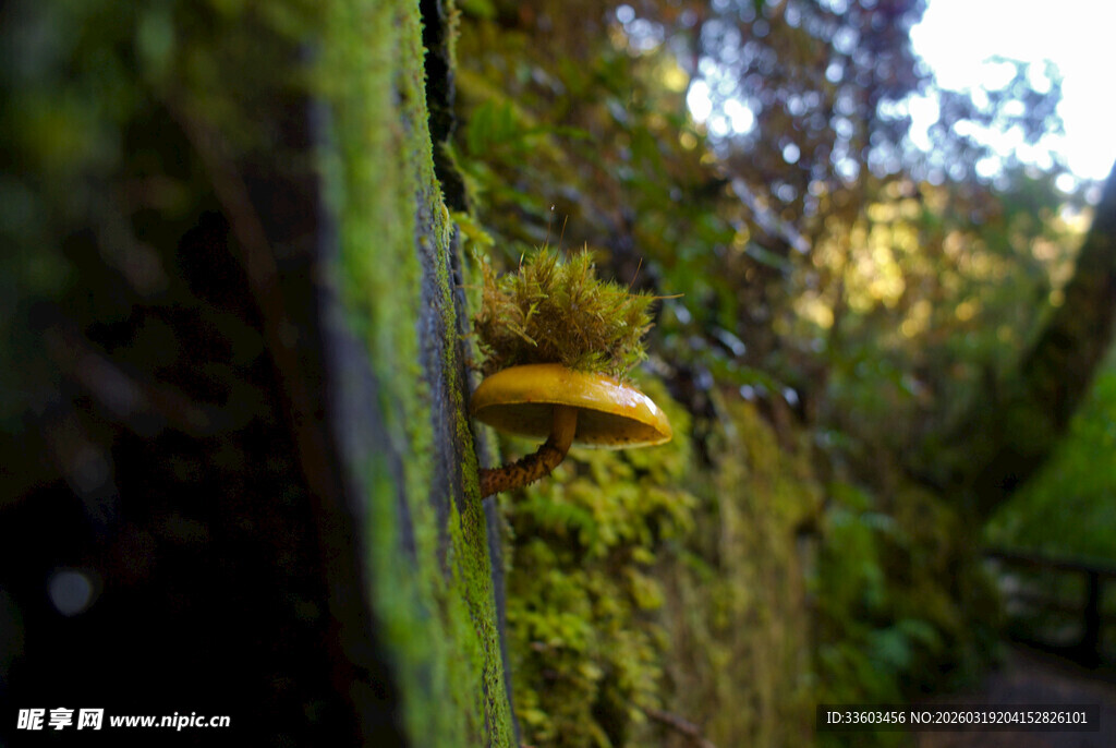 雨林中奇异的食虫植物