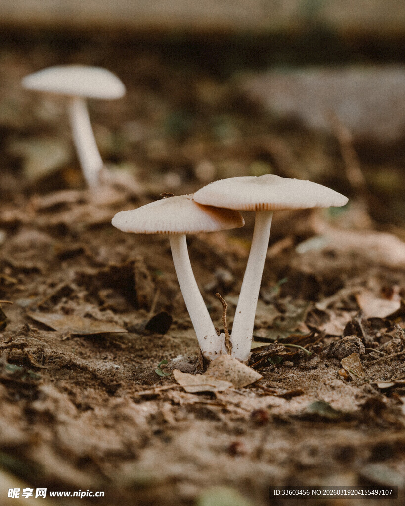 林间生长的两株白色蘑菇