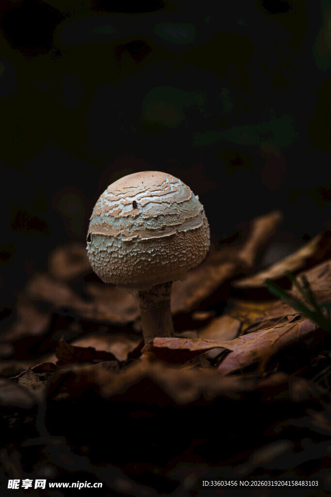 森林中的白色小蘑菇