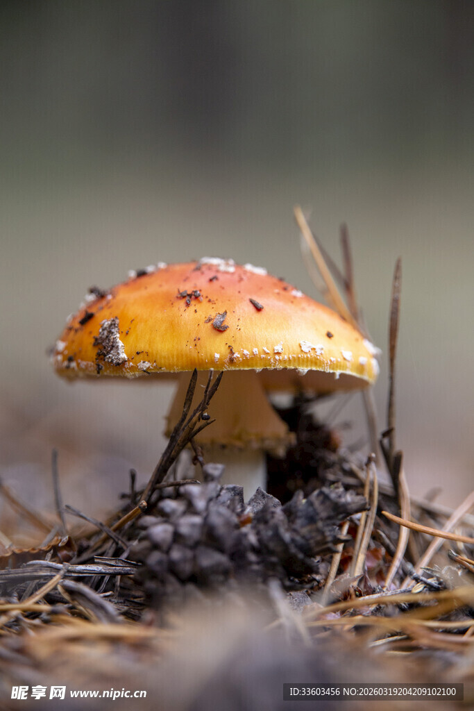 森林中的艳丽小蘑菇