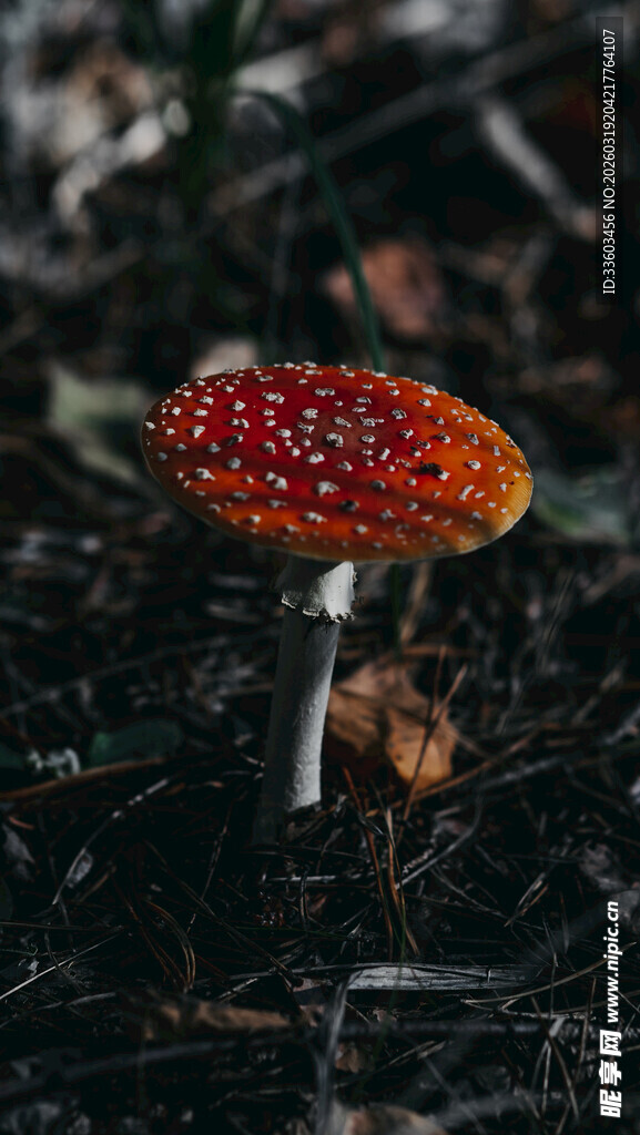 鲜艳红蘑菇生长于泥土中
