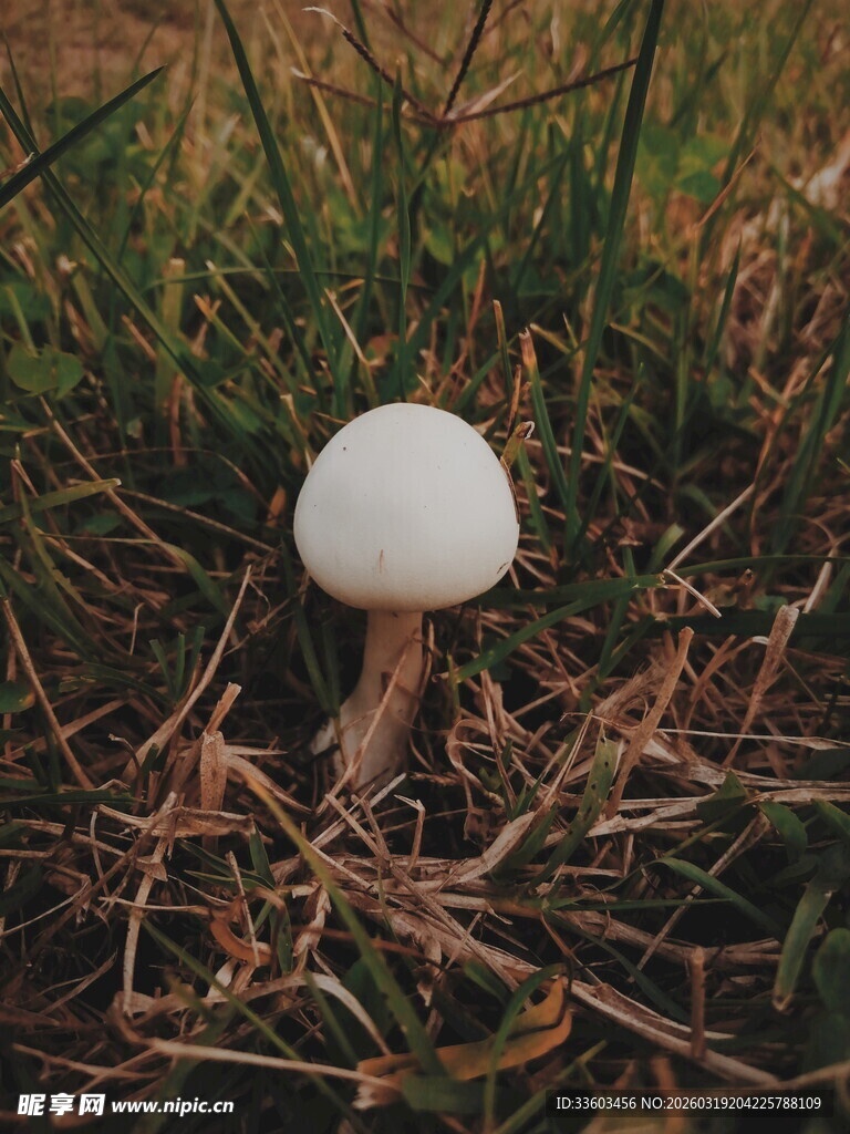 草地上的白色蘑菇