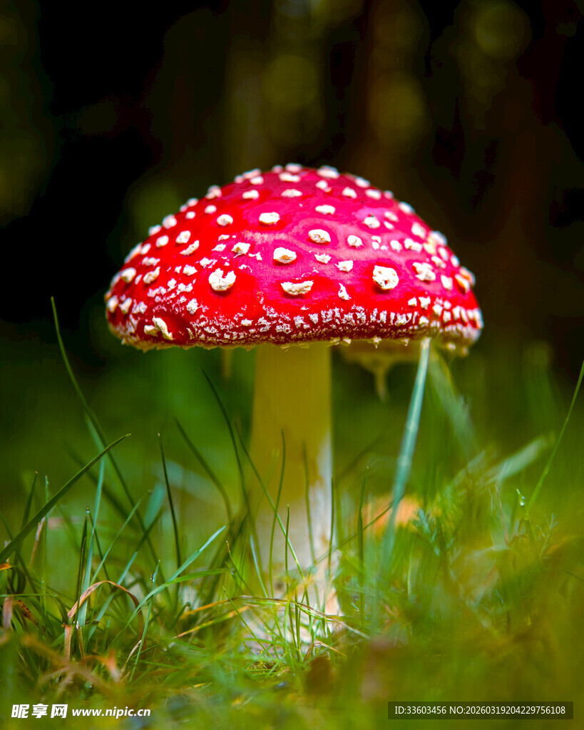 草地上的红色斑点蘑菇