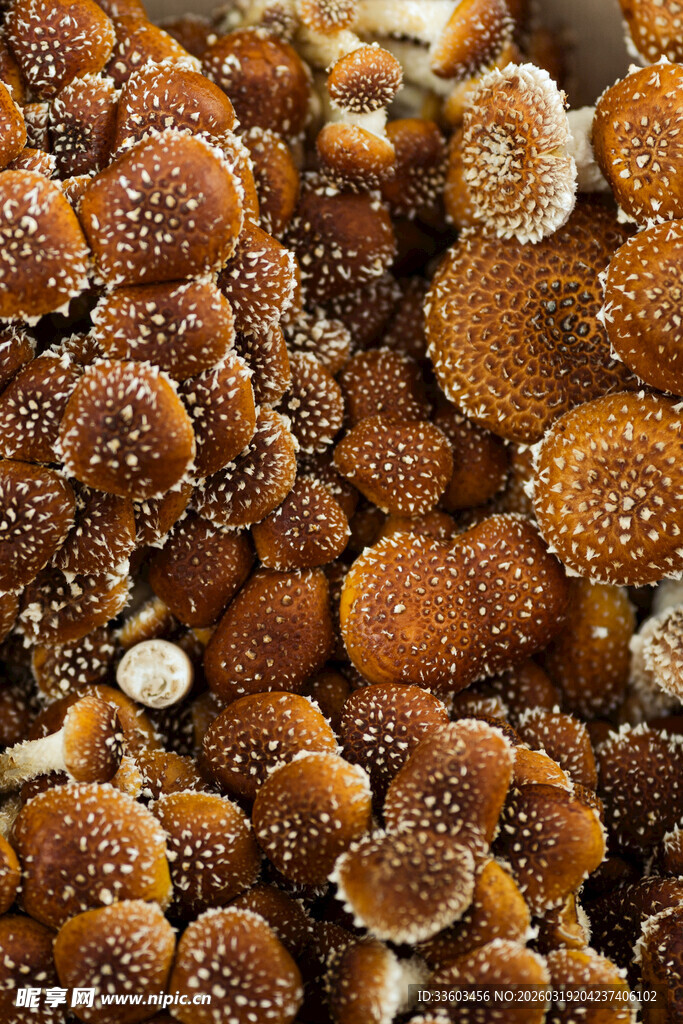 密集生长的棕色小蘑菇