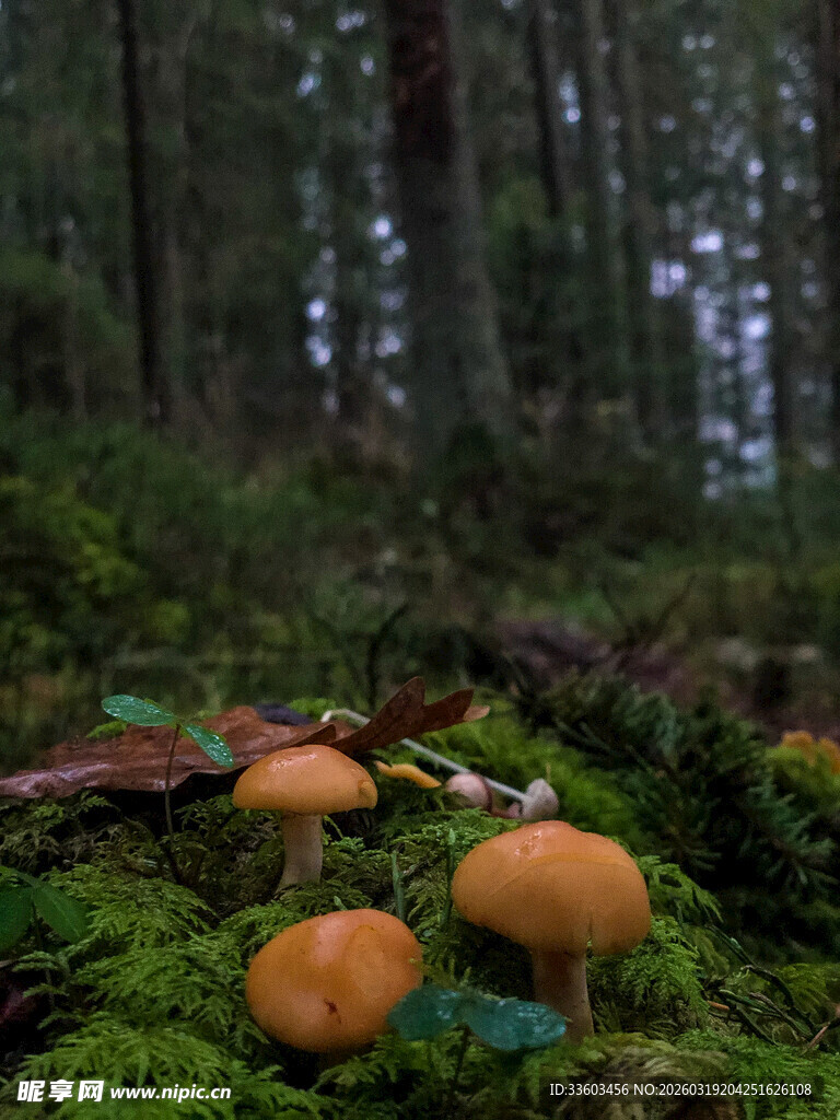 森林中生长的橙色蘑菇
